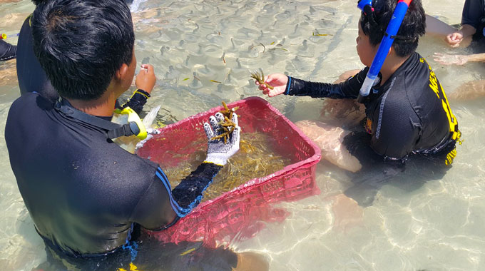 conservation karimunjawa coral planting