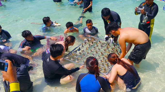 conservation karimunjawa coral planting