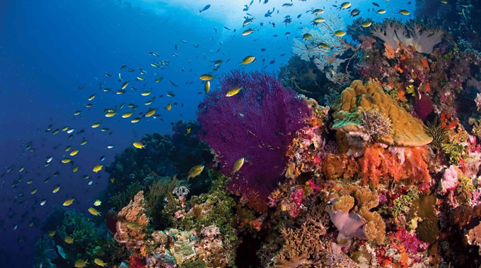 world class diving in karimunjawa