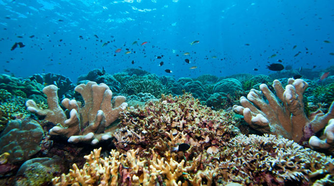 scuba dive off the coast of karimunjawa in Indonesia
