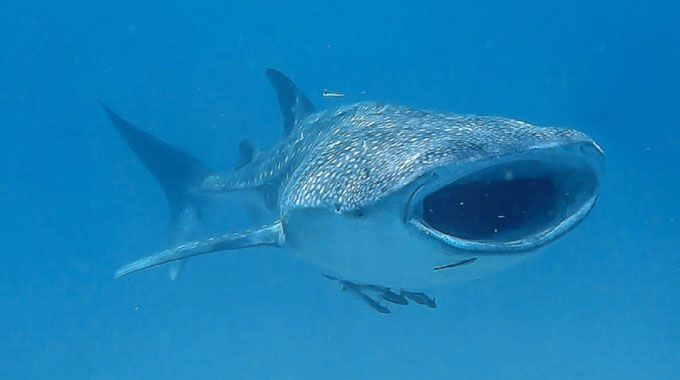 swim whale shark karimunjawa indonesia