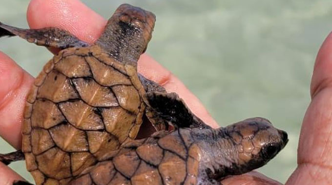 turtle egg hatching karimunjawa indonesia